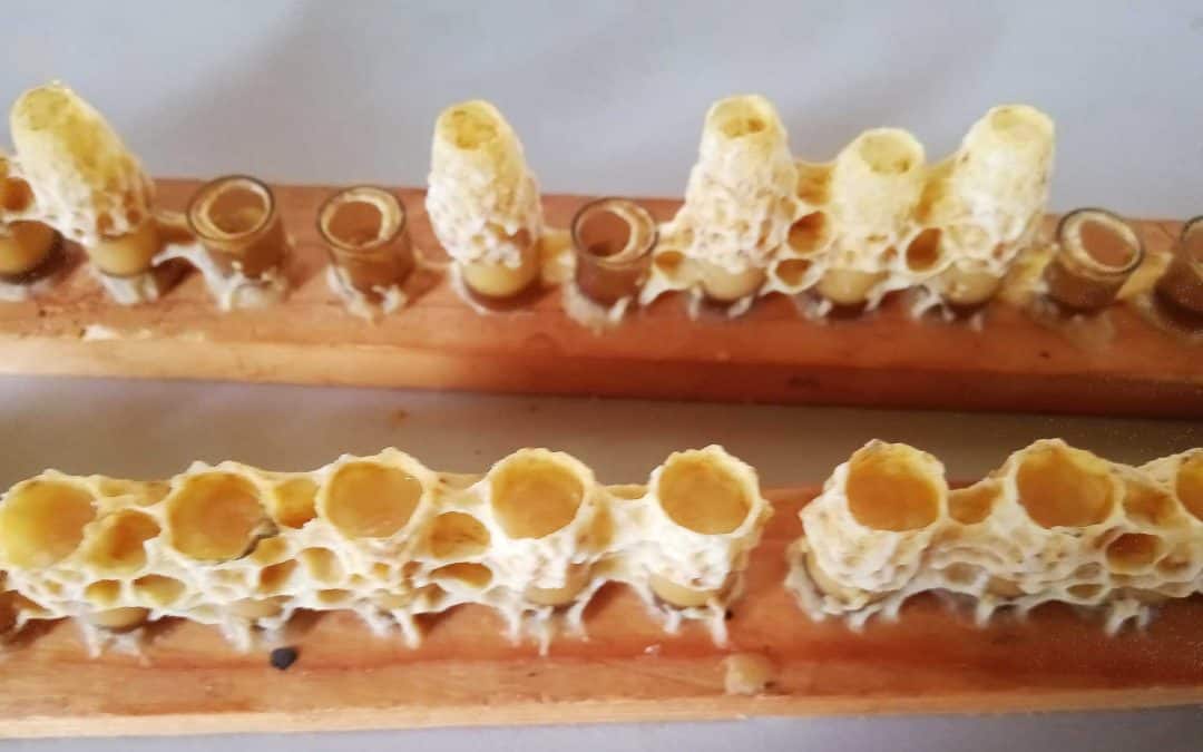 Vzreja čebeljih matic – znanje, izkušnje in tehnologija